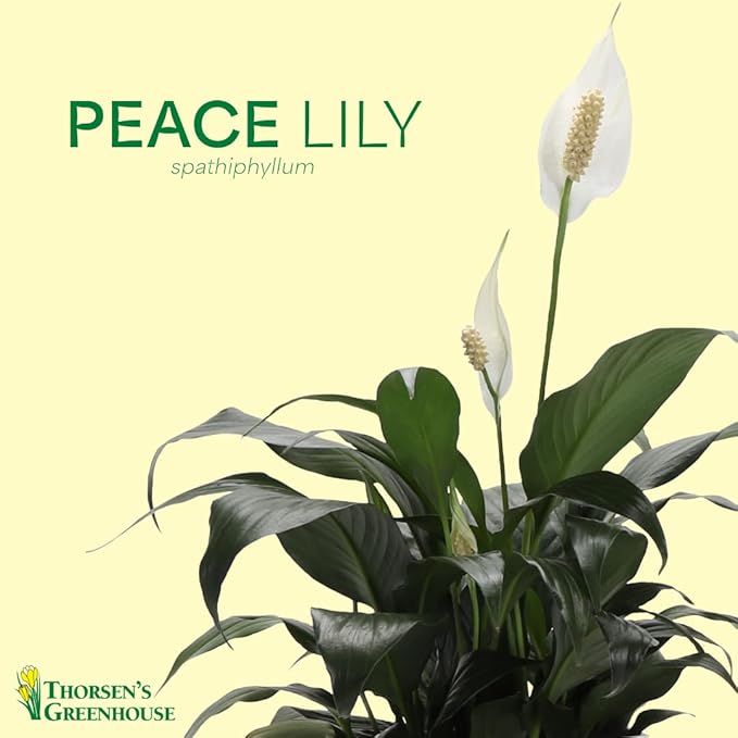 Thorsen's Greenhouse Live Peace Lily Plant, Spathyphylum, Low Light, Easy to Grow, Natural Air Purifier Live Indoor Plant, 4-6" Diameter Pot (Navy, 6-inch Pot)