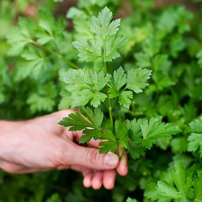 GARDENERA Parsley Plant Potting Soil [20 Quarts] Enhance Flavor and Health with Professional Grade Nutrient-Rich Mix