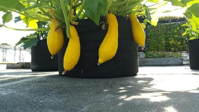 EnRoot Products LLC RootEase 5-Pack Garden Planting Fabric Pot, Heavy Duty Durable Grow Bags/Planter, Raised Bed Gardening, Eco-Friendly Grow Bags with Handles (3 Gallon, Red)
