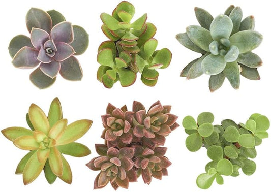 Shop Succulents Unique Succulent Plant Pack Collection - Live Mini Succulent Plants, Low Maintenance, Exceptional Colors & Textures - Wedding and Party Favors, Gift & Garden, Pack of 6