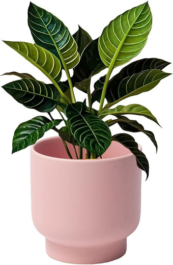 LB Pink Ceramic Plant Pots for Indoor Plants, Succulent Planters Ceramic Plant Pot, Cute Flower Pots for Living Room Office Home Decor, Round Flower Pot of 4.3 Inch(Plant Not Included)