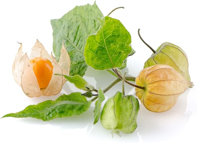 Ground Cherry Aunt Molly's 50 Seeds (Physalis pruinosa) Heirloom - Open Pollinated