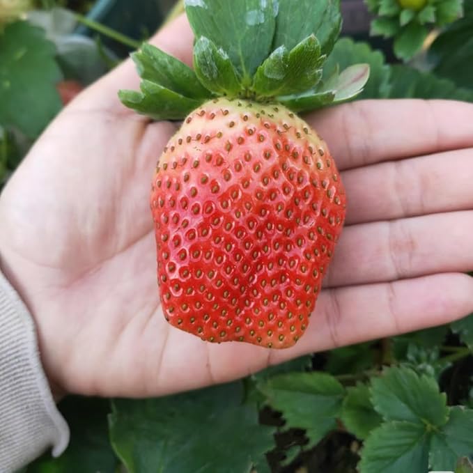300+ PCS Giant Garden Strawberry Strawberry Sweet and Delicious Fruit Seeds for Planting Free for Planting