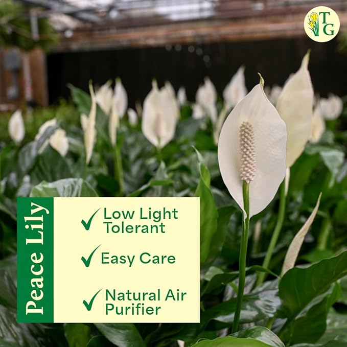 Thorsen's Greenhouse Live Peace Lily Plant, Spathyphylum, Low Light, Natural Air Purifier Live Indoor Plant, 6" Diameter Pot (Growers Pot, 6-inch Pot)