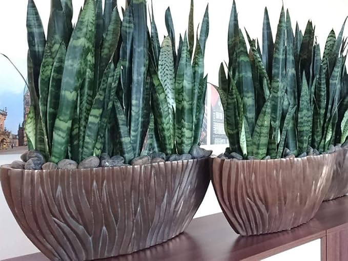 American Plant Exchange Snake Plant–Medium 6-Inch Pot Green Sansevieria Zeylanica, Low-Maintenance, Air-Purifying Live Houseplant for Home, Office, or Outdoor Garden Décor–Great Gift for Plant Lovers
