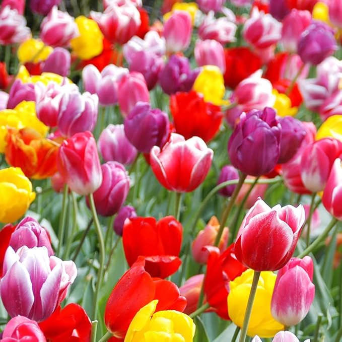 100 Mixed Tulip Flower Bulbs – Bulk Pack of Colorful Tulips for Spring Blooms – Easy Fall Planting - Plant in Gardens, Borders & Flowerbeds - Bulb Size 11/12cm - Willard & May