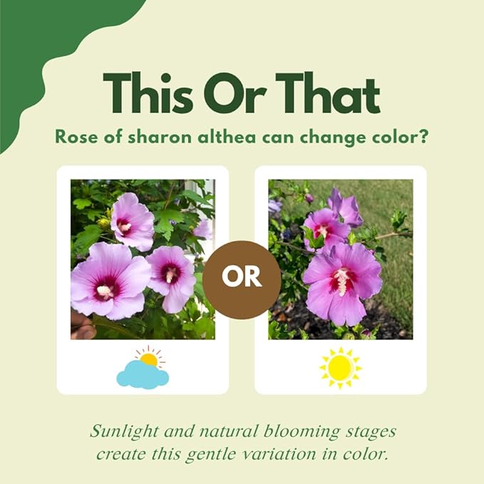 2 Pink Althea Rose of Sharon Plants Live Trees Seedlings, 1 Year Old Bareroots 1-2 Feet Tall, Winter Hardy, Flowering Shrubs for Outdoor Planting, Multicolor on One Plant
