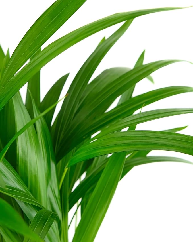 Shop Succulents Areca Palm, Live Indoor Plant, Low Maintenance Tropical Palm, Ideal for Home Decor, Office, and Room Enhancement, 6 Inch Nursery Pot