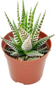 Live Succulents Haworthia fasciata 'Big Band' (4-inch), Succulent Plants Fully Rooted in Pots with Soil, Easy-Care House Plant for DIY, Home Office Decor, Wedding Party Favor