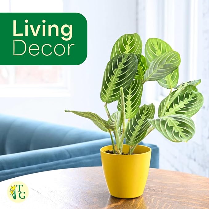 Thorsen's Greenhouse Lemon Lime Prayer Plant, Live Indoor Plant, Pet Friendly, Attractive Houseplant, Lemon Maranta, Natural Air Purifier, Easy to Grow, 4" Diameter Pot (Gold)