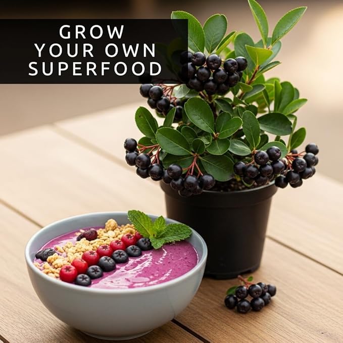 Black Chokeberry Live Plants – Aronia melanocarpa – 1 Year Old Seedlings - Grow Your Own Antioxidant-Rich Superfood Berry Tree – Hardy, Fast-Growing, Ideal for Garden or Container Planting (3 Plants)