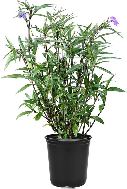 Mexican Petunia Purple | 2 Large Gallon Size Plants | Ruellia Brittoniana | Purple Flowering Landscape Pollinator | Heat Tolerant Groundcover | Outdoor Perennial for Gardens Borders Walkways Container