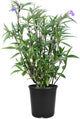 Mexican Petunia Purple | 2 Large Gallon Size Plants | Ruellia Brittoniana | Purple Flowering Landscape Pollinator | Heat Tolerant Groundcover | Outdoor Perennial for Gardens Borders Walkways Container