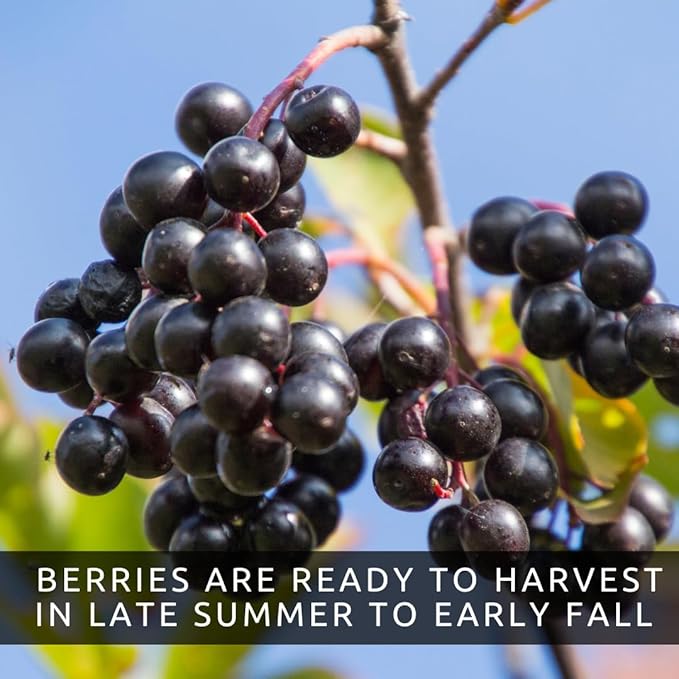100 Black Chokeberry Seeds – Aronia Melanocarpa – Grow Your Own Antioxidant-Rich Superfood Berry Tree – Hardy, Fast-Growing, Ideal for Garden or Container Planting