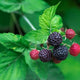 'Tahi' Black Raspberry Plant - Thornless Black Raspberry Plants - Live Plants (10)