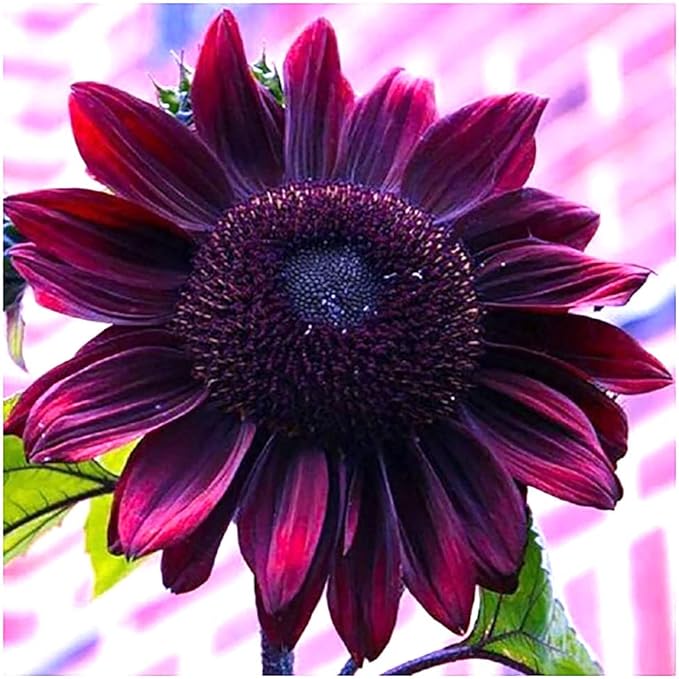 Chocolate Cherry Sunflower Seeds to Plant - Heirloom & Non-GMO - Large Package 200 Sunflower Seeds for Planting in Your Home Garden