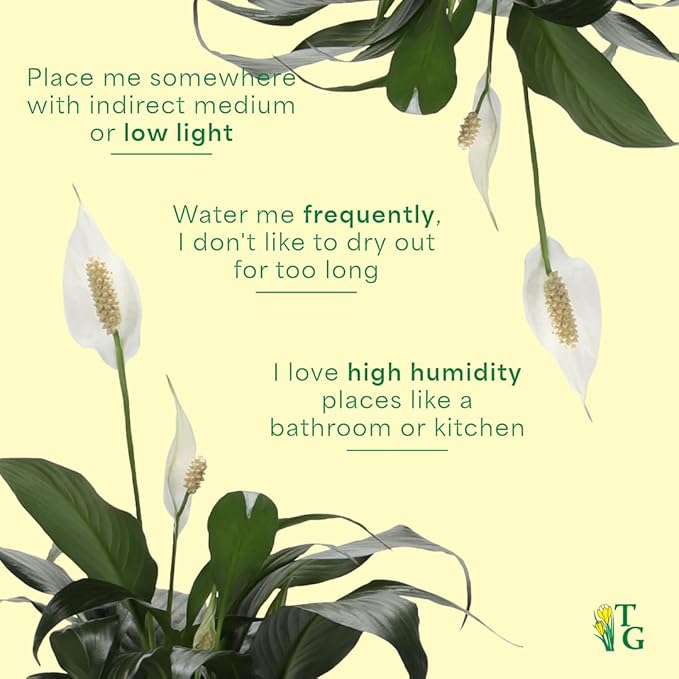 Thorsen's Greenhouse Live Peace Lily Plant, Spathyphylum, Low Light, Natural Air Purifier Live Indoor Plant, 4" Diameter Pot (Growers Pot, 4-inch Pot)