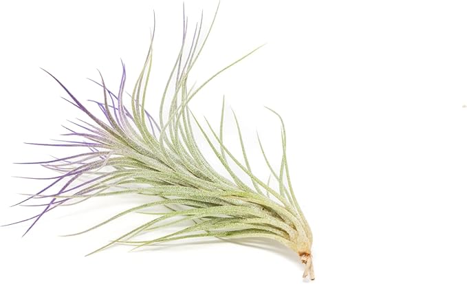 Purple Colorful Tillandsia Air Plants - Long Lasting Color Enhanced Live Tillandsia Succulent House Plants - Home and Garden Decor - Easy Care Indoor and Outdoor (Funckiana, Single)