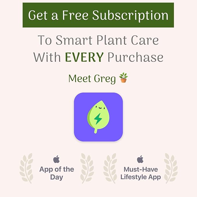 American Plant Exchange Calathea Rattlesnake – 6-Inch with Pot Cover – Live Pet-Friendly Indoor Houseplant with Wavy Green Leaves for Low-Light Homes, Offices, Bedrooms & Shelf Décor