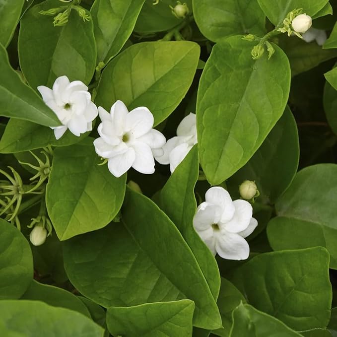 Arabian Jasmine (Jasminum Sambac) - Live, Fragrant, Blooming, Indoor/Outdoor Decorative Plant (4 Arab jas Cups)