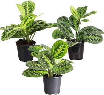Thorsen's Greenhouse Lemon Lime Prayer Plant, Live Indoor Plant, Pet Friendly, Attractive Houseplant, Lemon Maranta, Natural Air Purifier, Easy to Grow, 4" Diameter Pot (3 Pack Nursery Pots)