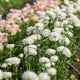 White Ranunculus Flowers Bulbs for Spring Planting, Perennial Flower Bulbs, Early Spring Flower to Plant Outside, Colorful Blooms Groundcover Bulbs, Top Size