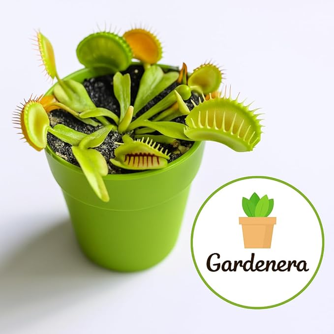 Gardenera Professional Carnivorous Plant Soil - Ready to Use for Venus Flytraps, Sundews, Pitcher Plants, Butterworts | Peat Moss, Coco Coir, Perlite - 10 Quart