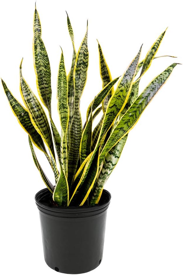 American Plant Exchange Snake Plant – Large 10-Inch Pot Yellow Sansevieria Laurentii, 2-3ft Tall, Low-Maintenance, Air-Purifying Live Houseplant for Home, Office, or Outdoor Patio Garden Décor