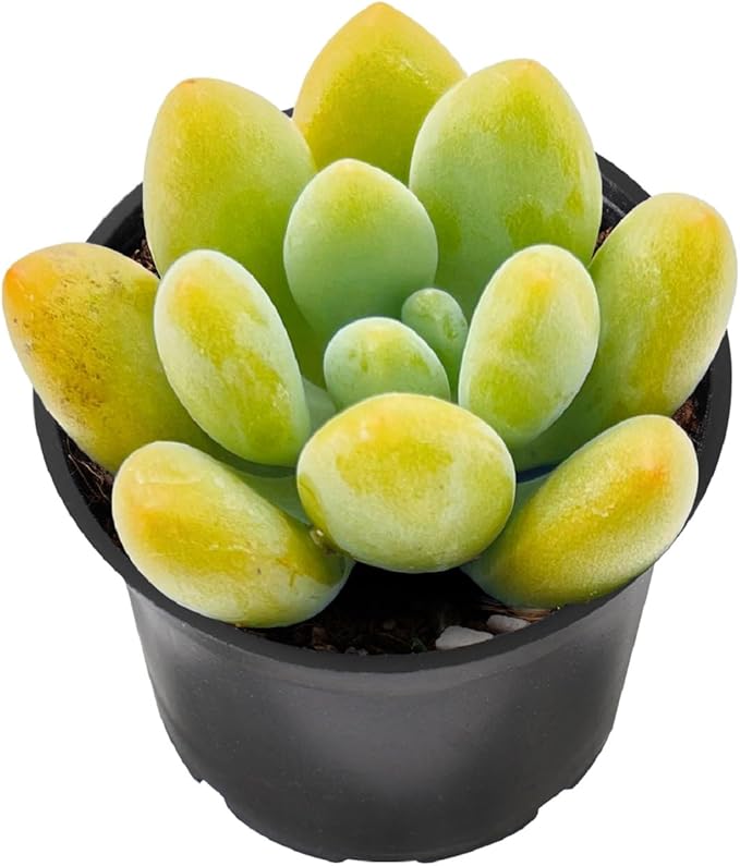 2" Rare Succulent Graptosedum Miul, Live Succulents Plants Fully Rooted in Grower Pots, Unique Gift for Wedding Favor, Party Favor