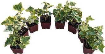 Gold Child English Ivy Plants, Set of 8, Hardy Groundcover, 2 1/4" Pot