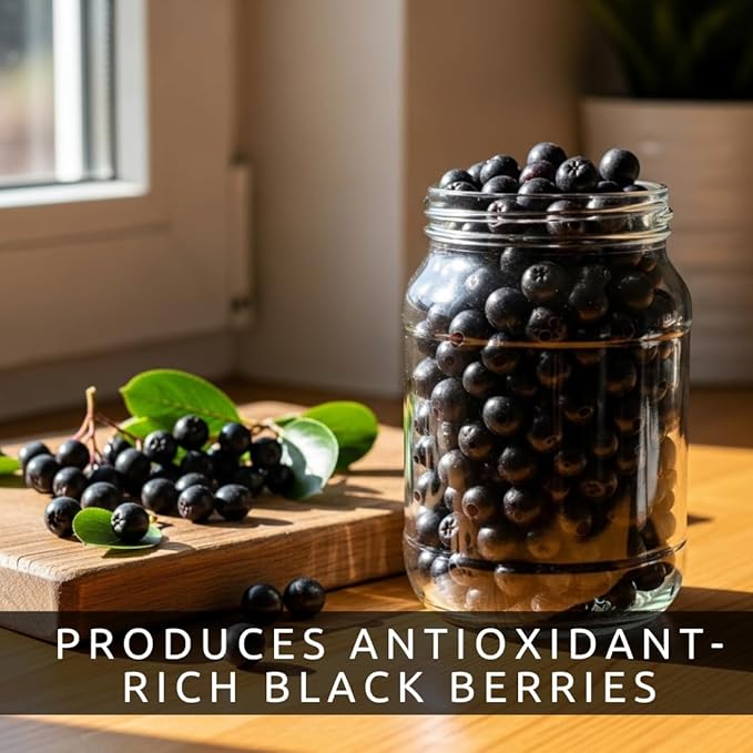 Black Chokeberry Live Plants – Aronia melanocarpa – 1 Year Old Seedlings - Grow Your Own Antioxidant-Rich Superfood Berry Tree – Hardy, Fast-Growing, Ideal for Garden or Container Planting (10 Plants)