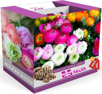 Mixed Ranunculus Flowers Bulbs for Spring Planting, Perennial Flower Bulbs, Early Spring Flower to Plant Outside, Colorful Blooms Groundcover Bulbs, Top Size