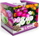 Mixed Ranunculus Flowers Bulbs for Spring Planting, Perennial Flower Bulbs, Early Spring Flower to Plant Outside, Colorful Blooms Groundcover Bulbs, Top Size