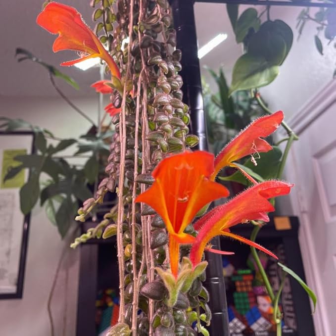 Live Goldfish Cactus Plant (Columnea Long Leaf) 4-6 Inch Tall | Long Leaf Variety, Flowering Trailing Plant Suitable for Gifts & Ideal for Home Interiors