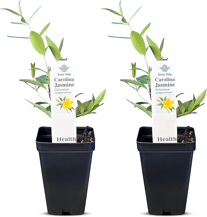 Carolina Jasmine Plant, Live Evergreen Vine, Fragrant Yellow Blooms, Fast Growing Climber for Trellis, Fences, or Arbors - Gelsemium sempervirens - 2 Cups
