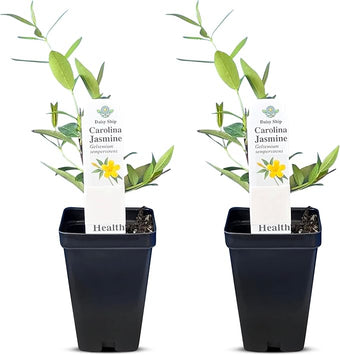 Carolina Jasmine Plant, Live Evergreen Vine, Fragrant Yellow Blooms, Fast Growing Climber for Trellis, Fences, or Arbors - Gelsemium sempervirens - 2 Cups