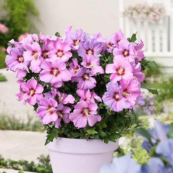 2 Pink Althea Rose of Sharon Plants Live Trees Seedlings, 1 Year Old Bareroots 1-2 Feet Tall, Winter Hardy, Flowering Shrubs for Outdoor Planting, Multicolor on One Plant