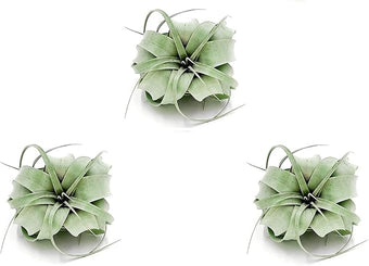 ragnaroc Air Plants - Tillandsia Xerographica, Regular 3-5” - 3ct - Live Arrival Gauranteed - House Plants for Home Decor & Gift
