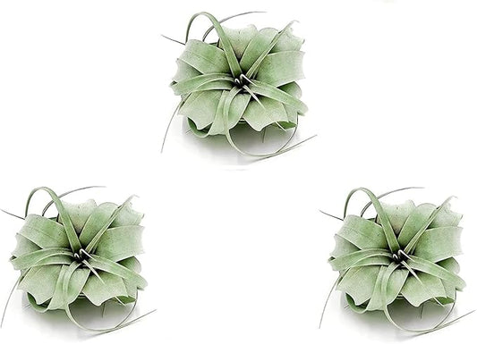 ragnaroc Air Plants - Tillandsia Xerographica, Regular 3-5” - 3ct - Live Arrival Gauranteed - House Plants for Home Decor & Gift