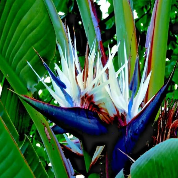 Bird of Paradise - White - Strelitzia Nicholai. (2 White BoP in Cup)