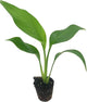 Live White Birds of Paradise Plant - 'White Birds of Paradise' Strelitzia nicolai - ragnaroc Tropical Plant 6-10” Tall - 1ct - Live Arrival Guaranteed - House Plants for Home Decor & Gift
