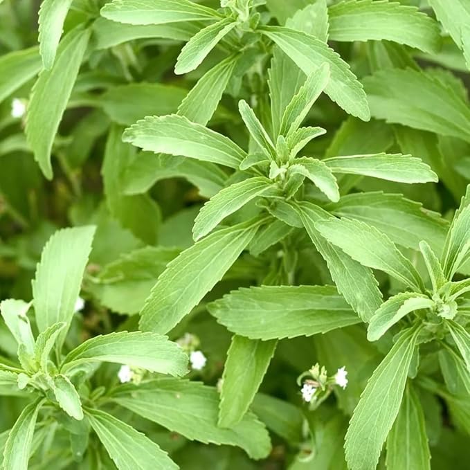 Natural Herbal Live Zero Calorie Sugar Replacement. Stevia Plants. Sweet Leaf, Sugar Leaf, Natural Sugar Substitute Herb, Easy to Grow (4 stevia sacs)