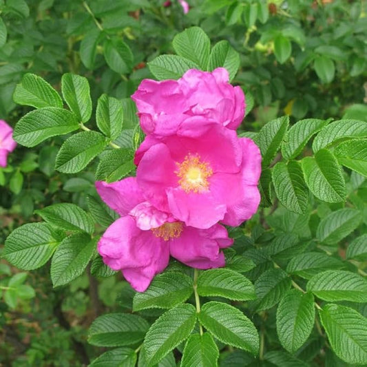 Rosa Rugosa (Sand Rose, Hedgehog Rose, Wrinkled Rose, Rugosa Rose, Japanese Rose, Ramanas Rose) Shrub Seeds, Fragrant Flowers, Seeds by MySeeds.Co, You Choose The Amount (4 Grams)