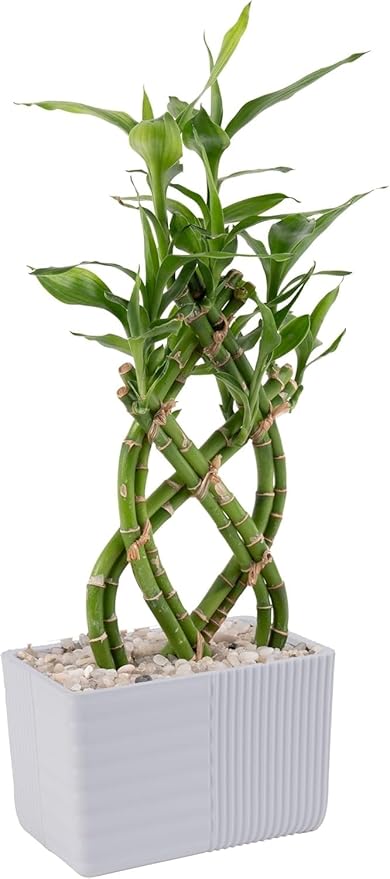 Costa Farms Lucky Bamboo Live Plant in Decorative Pot, Easy to Maintain Indoor Houseplant, Perfect for Home, Room, or Office Decor, Great House Warming or Birthday Gift, 12-15 Inches Tall