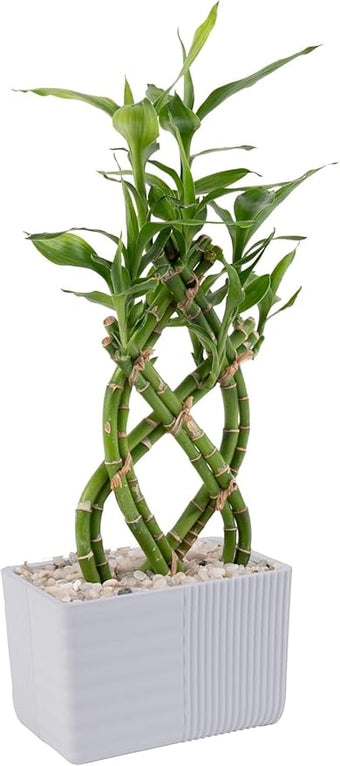 Costa Farms Lucky Bamboo Live Plant in Decorative Pot, Easy to Maintain Indoor Houseplant, Perfect for Home, Room, or Office Decor, Great House Warming or Birthday Gift, 12-15 Inches Tall