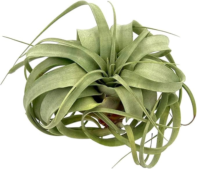 ragnaroc Air Plants - Tillandsia Xerographica, Large 5-7” - 1ct - Live Arrival Gauranteed - House Plants for Home Decor & Gift