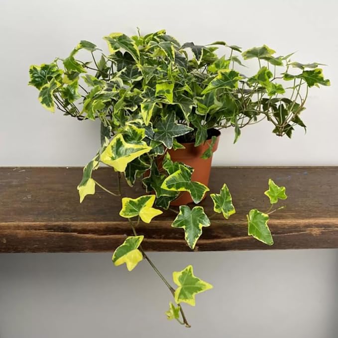 Gold Child English Ivy Live Plants in 4” Inch Pot | Hardy Gold Child English Ivy Indoor Plant for Fresh Home Greenery | Low-Maintenance English Ivy Houseplant Ideal for Home Décor