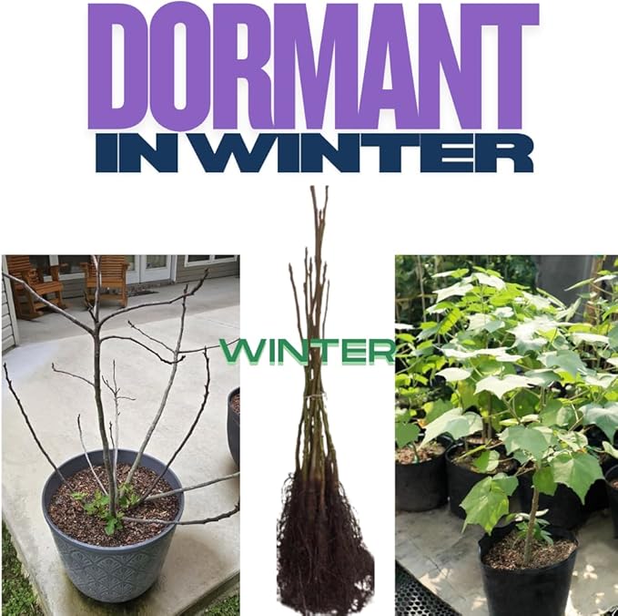 2 Pink Althea Rose of Sharon Plants Live Trees Seedlings, 1 Year Old Bareroots 1-2 Feet Tall, Winter Hardy, Flowering Shrubs for Outdoor Planting, Multicolor on One Plant
