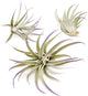 Purple Colorful Tillandsia Air Plants - Long Lasting Color Enhanced Live Tillandsia Succulent House Plants - Home and Garden Decor - Easy Care Indoor and Outdoor (Harrisii, Pack of 3)