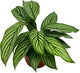 BubbleBlooms Calathea Vittata, in a 4 inch Pot, Zebra Peacock Cathedral Plant